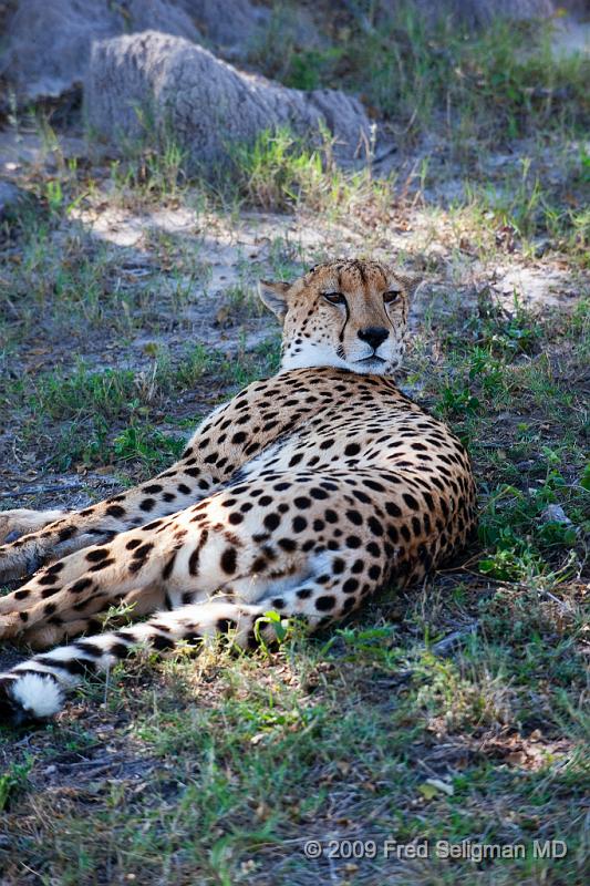 20090615_132544 D3 X1.jpg - Cheetah in Okavanga Delta, Botswana